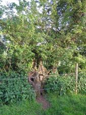 Image shows an ancient apple tree in the hedgerow of the Charity Fields.